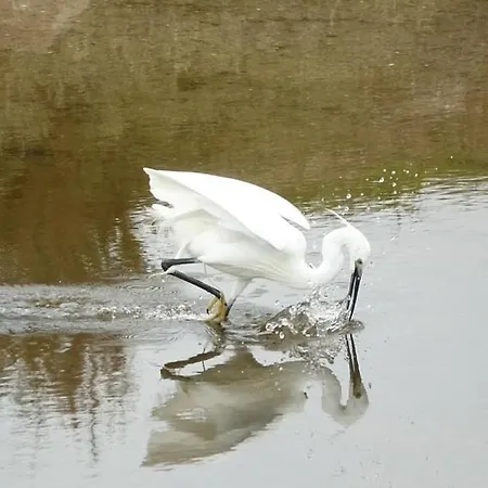 Ferienhaus Maison Avec Fauteuil Suspendu Et Lit De Jour Pres De La En Vendee Bouin (Vendee)