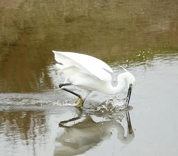 Дом отдыха Maison Avec Fauteuil Suspendu Et Lit De Jour Pres De La En Vendee Буэн